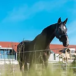 Bilichov 3*